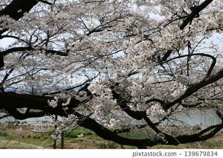 The thousand cherry trees along the Shiraishi River The thousand cherry trees along the Shiraishi River 139679834