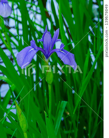 Iridaceae iris flowering Iridaceae iris flowering 139679849