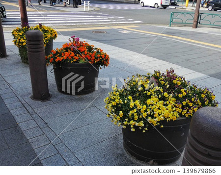 [Kinshicho Station South Exit, Tokyo] Flowerbed 139679866
