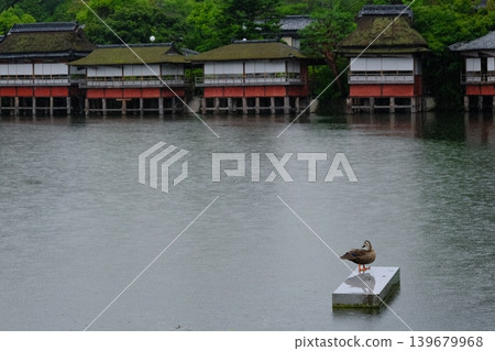 A rainy pond and ducks preening their feathers A rainy pond and ducks preening their feathers 139679968