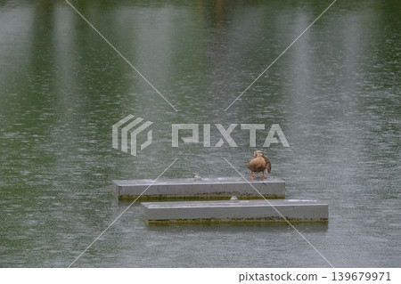 A rainy pond and ducks preening their feathers A rainy pond and ducks preening their feathers 139679971