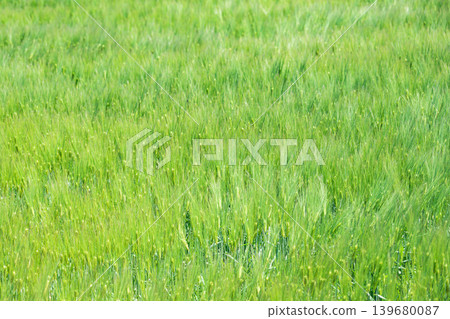 Barley fields spread out in the season of fresh greenery. Barley fields spread out in the season of fresh greenery. 139680087