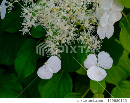 The calyx and flowers of Hydrangea petiolaris, a deciduous climbing woody plant belonging to the Hydrangeaceae family. The calyx and flowers of Hydrangea petiolaris, a deciduous climbing woody plant belonging to the Hydrangeaceae family. 139680133