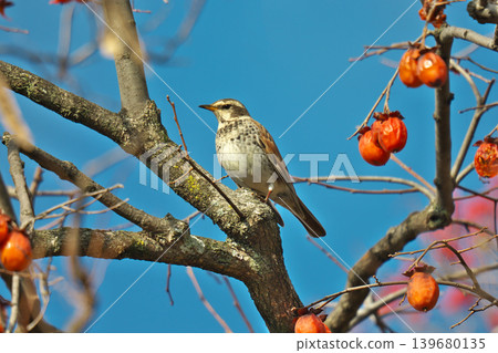 [Wild bird thrush] 139680135
