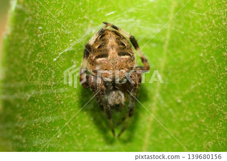 A white-spotted orb-weaver spider resting on a Pittosporum leaf. A white-spotted orb-weaver spider resting on a Pittosporum leaf. 139680156