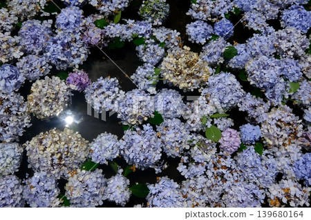 背景圖片：一個長滿繡球花的池塘 139680164