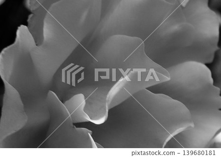 The curves of rose petals captured in monochrome. The curves of rose petals captured in monochrome. 139680181
