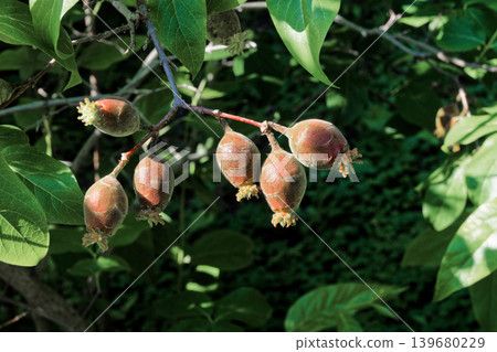 蠟梅科植物蠟梅(Chimonanthus praecox)的橢圓形果實。 蠟梅科植物蠟梅(Chimonanthus praecox)的橢圓形果實。 139680229