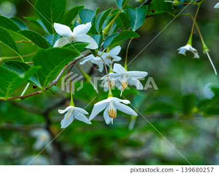 Styrax flower Styrax flower 139680257