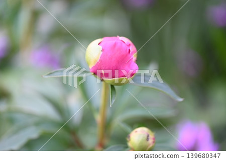 A photo of a peony bud beginning to bloom in my garden. A photo of a peony bud beginning to bloom in my garden. 139680347