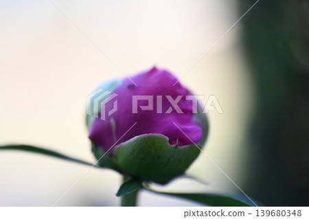 A photo of a peony bud beginning to bloom in my garden. A photo of a peony bud beginning to bloom in my garden. 139680348