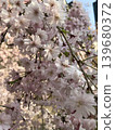 櫻花 139680372