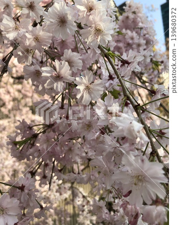 櫻花 櫻花 139680372