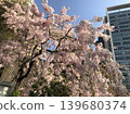 櫻花盛開 139680374