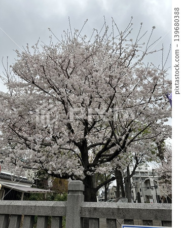 櫻花的風景 櫻花的風景 139680388