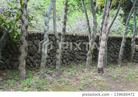Tortoise-shell bamboo (Tenjin-yama Garden / Watase, Kamikawa-machi, Kodama-gun, Saitama Prefecture) Tortoise-shell bamboo (Tenjin-yama Garden / Watase, Kamikawa-machi, Kodama-gun, Saitama Prefecture) 139680472