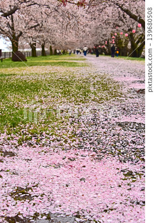 富山縣旭町,旭船川沿岸的櫻花,花瓣飄落。 富山縣旭町,旭船川沿岸的櫻花,花瓣飄落。 139680508