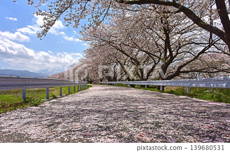 朝日船川兩岸櫻花盛開,花瓣飄落,富山縣朝日町。 朝日船川兩岸櫻花盛開,花瓣飄落,富山縣朝日町。 139680531