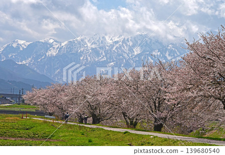 富山縣旭町,旭船川河畔及右轉立山山脈的櫻花樹 富山縣旭町,旭船川河畔及右轉立山山脈的櫻花樹 139680540