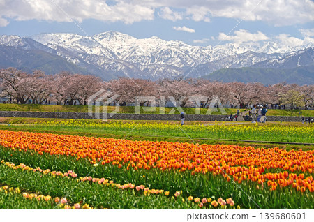 春之四重奏：櫻花、鬱金香、油菜花與北阿爾卑斯山－富山郡旭町 139680601