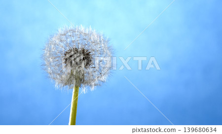 Dandelion puff stands tall against a blue background in a bright outdoor setting during the day Dandelion puff stands tall against a blue background in a bright outdoor setting during the day 139680634