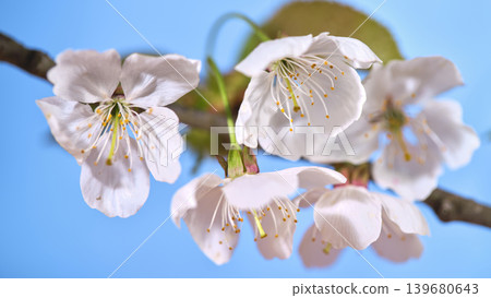 Cherry blossoms bloom on a branch against a clear blue sky in springtime sunlight during the season of renewal and beauty 139680643