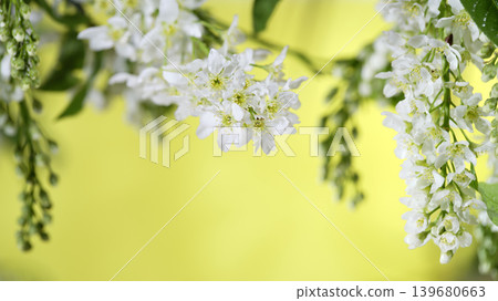 Flowers bloom on branches against a bright yellow background during spring season in a garden setting Flowers bloom on branches against a bright yellow background during spring season in a garden setting 139680663