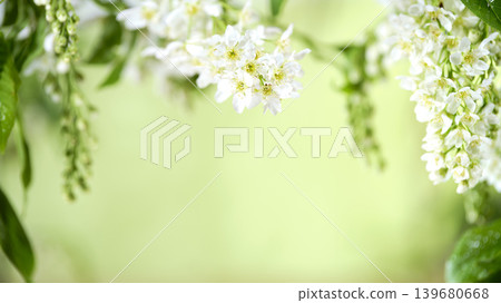 Blossoms of small white flowers hanging on branches during spring in a natural outdoor setting Blossoms of small white flowers hanging on branches during spring in a natural outdoor setting 139680668