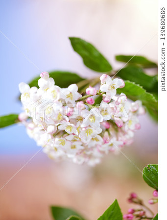 Flowers bloom in spring season with white and pink petals set against a soft background Flowers bloom in spring season with white and pink petals set against a soft background 139680686