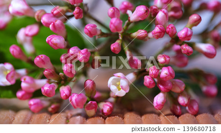 Pink flower buds grow on a branch in a close-up view taken during spring season in a garden setting Pink flower buds grow on a branch in a close-up view taken during spring season in a garden setting 139680718