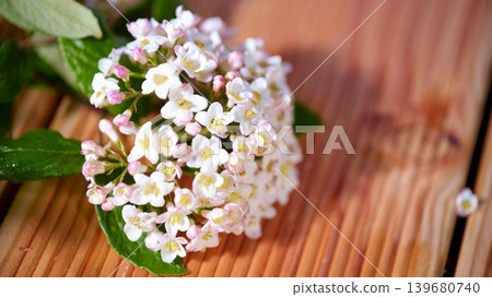 Close view of small white flowers with pink tips on a wooden table in bright light Close view of small white flowers with pink tips on a wooden table in bright light 139680740