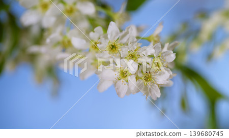 Cherry blossoms bloom on a clear day in spring, showcasing delicate white flowers against a blue sky Cherry blossoms bloom on a clear day in spring, showcasing delicate white flowers against a blue sky 139680745