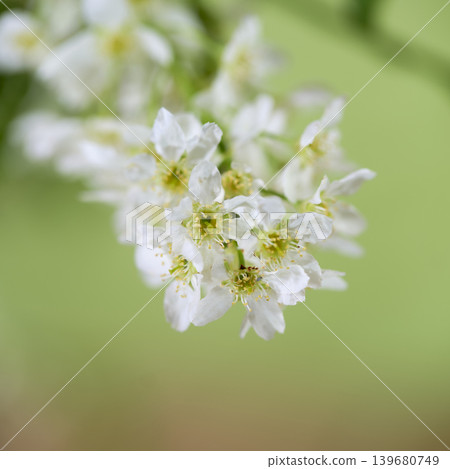Flowers bloom in spring, showing white petals and green centers in a natural setting during daylight hours Flowers bloom in spring, showing white petals and green centers in a natural setting during daylight hours 139680749