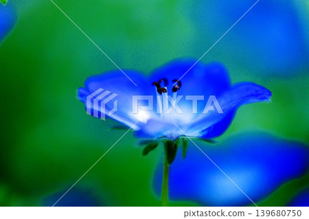 森林仙子,粉蝶花 森林仙子,粉蝶花 139680750