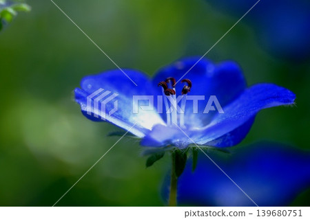 森林仙子,粉蝶花 森林仙子,粉蝶花 139680751