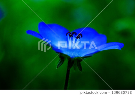 森林仙子,粉蝶花 森林仙子,粉蝶花 139680758