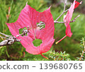 A leaf with holes eaten by insects that looks like a face. 139680765