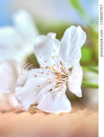 Cherry blossom flower rests on wooden surface with green leaves in background during spring daylight hours Cherry blossom flower rests on wooden surface with green leaves in background during spring daylight hours 139680767