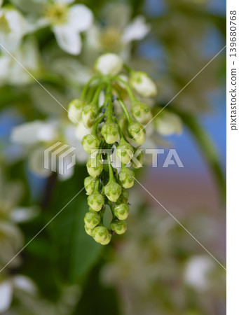 Close-up of small green buds on a flowering plant against a blue background in a garden setting during springtime Close-up of small green buds on a flowering plant against a blue background in a garden setting during springtime 139680768