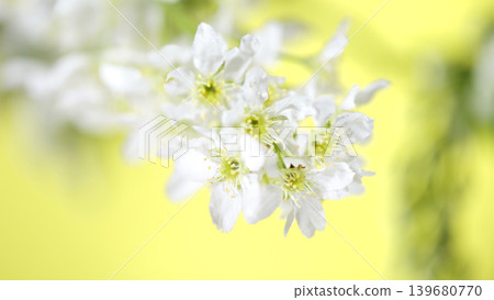 White flowers bloom against a bright yellow background in springtime nature White flowers bloom against a bright yellow background in springtime nature 139680770