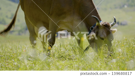 Cow grazes on green grass in open field under bright sunlight at a rural location Cow grazes on green grass in open field under bright sunlight at a rural location 139680817