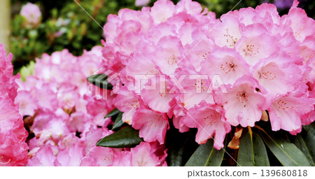 Bright pink flowers bloom in a garden during spring in the afternoon sunshine attracting bees and butterflies Bright pink flowers bloom in a garden during spring in the afternoon sunshine attracting bees and butterflies 139680818