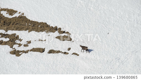 Wild animal walks across snow-covered ground in mountains during daylight above rocky area 139680865