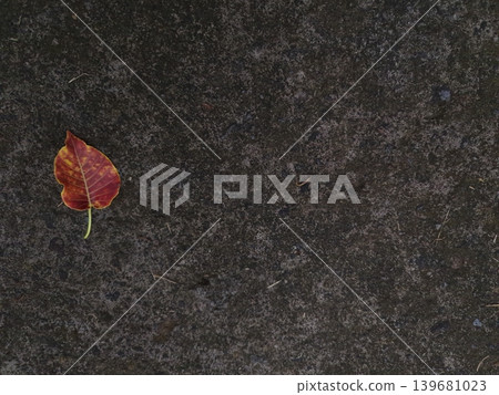 A lone red and yellow leaf with a long stem rests on a dark gray concrete surface. The rough texture of the ground contrasts with the smooth, vibrant colors of the leaf Its a striking and simple image A lone red and yellow leaf with a long stem rests on a dark gray concrete surface. The rough texture of the ground contrasts with the smooth, vibrant colors of the leaf Its a striking and simple image 139681023