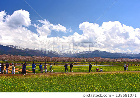 春日三重奏:櫻花、油菜花和北阿爾卑斯山,富山縣旭町 春日三重奏:櫻花、油菜花和北阿爾卑斯山,富山縣旭町 139681071