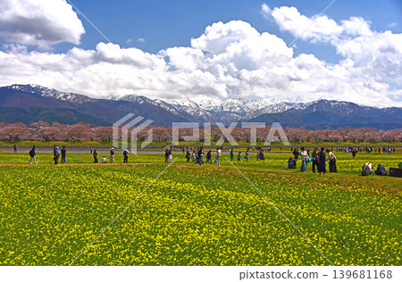 A spring trio: cherry blossoms, rapeseed flowers, and the Northern Alps, Asahi Town, Toyama Prefecture 139681168