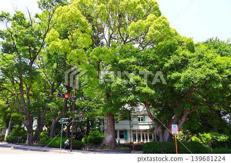 Motomachi Park (Yamate-cho, Naka-ku, Yokohama City, Kanagawa Prefecture), surrounded by beautiful fresh greenery. Motomachi Park (Yamate-cho, Naka-ku, Yokohama City, Kanagawa Prefecture), surrounded by beautiful fresh greenery. 139681224