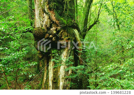 Giant trees of Yakushima. A close-up of the knot of the Nio Cedar, which has lived for a very long time. Giant trees of Yakushima. A close-up of the knot of the Nio Cedar, which has lived for a very long time. 139681228