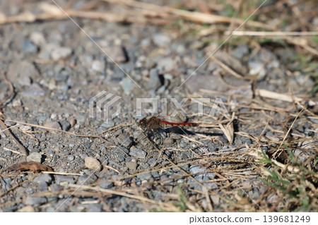 Red dragonfly resting on the ground Red dragonfly resting on the ground 139681249