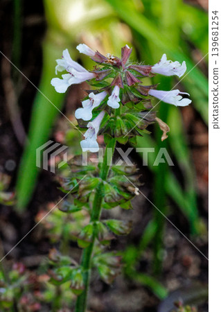 琴葉鼠尾草（Salvia lyrata）的花朵，它是唇形科的一種栽培植物。 139681254
